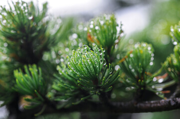 Canvas Print - Selective focus shot of pine needles with raindrops in the garden