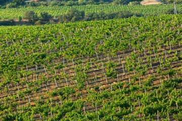 Beautiful green nature view of Vineyard