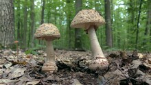 Two Young Poisonous Mushrooms Panthercap (Amanita Pantherina) Against Forest Floor Background.