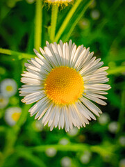 Wall Mural - flower