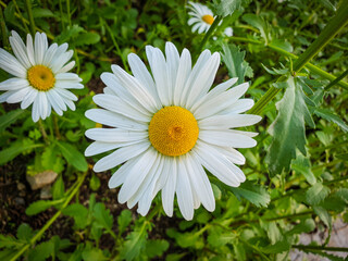 Wall Mural - white daisy flower