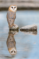 Wall Mural - Barn owl perched on river bed is looking at camera (Tyto alba)