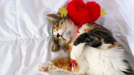 Wall Mural - A sleeping, funny, kitten is lying on a white one. He holds a heart in his hands. he red, black and white. this is Love. Valentine's day.