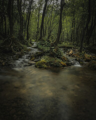 Wall Mural - Beautiful shot of a river flowing through a forest