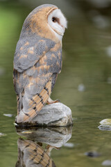 Wall Mural - Extreme closeup for Barn owl on the river bank (Tyto alba)