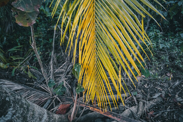 Sticker - Leaf of a plant in a forest in Costa Rica, Central America