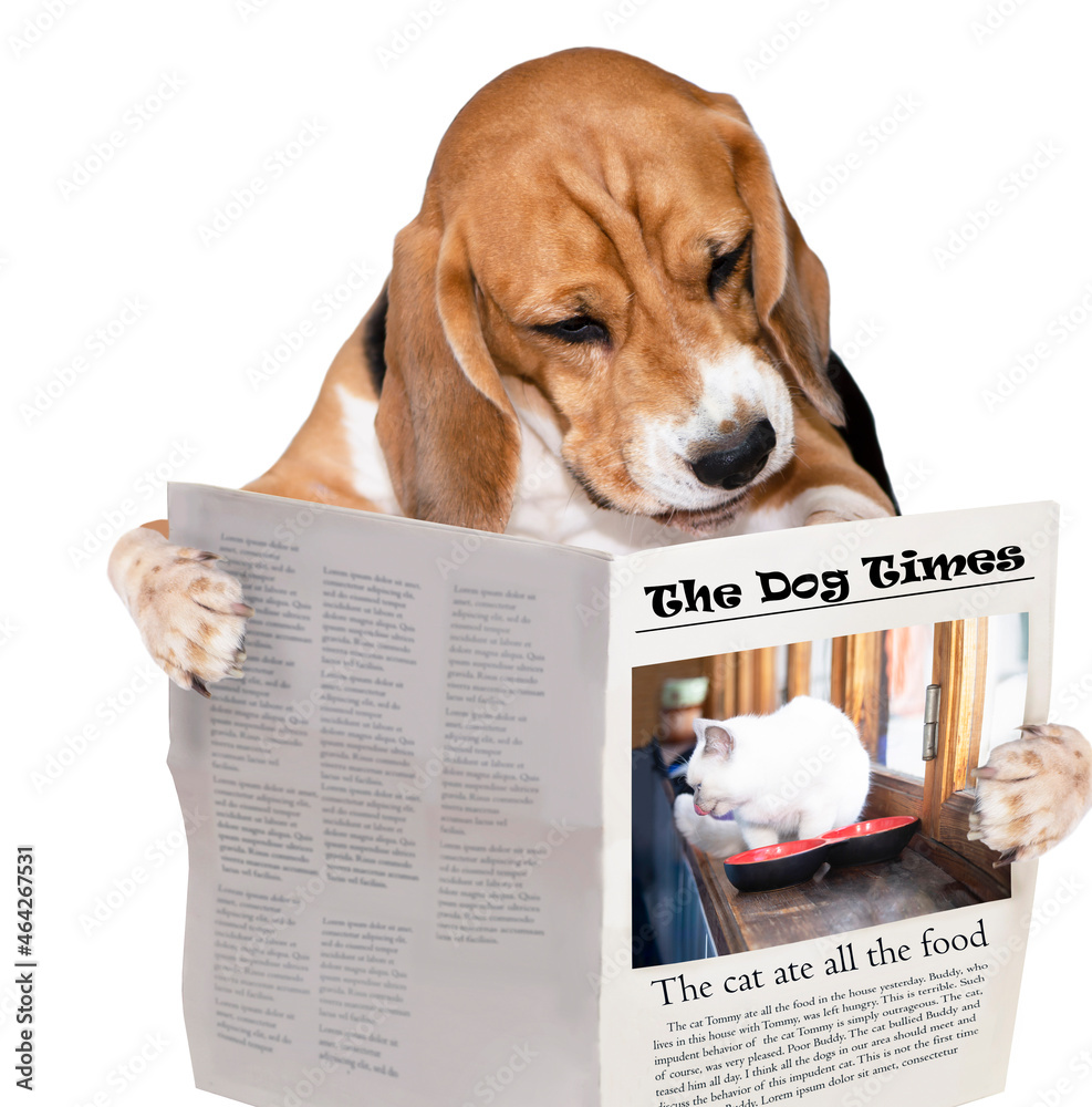 funny dog reading a newspaper about a cat on a white background Stock Photo  | Adobe Stock, image size:987x1000