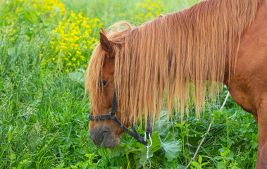 Sticker - Portrait of a red horse in the pasture.