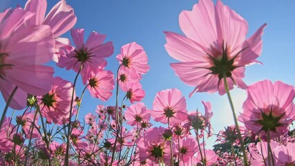 Wall Mural - Pink cosmos flowers swaying in wind, in fall  close-up
