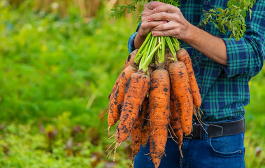 Wall Mural - A man farmer holds a harvest of carrots in his hands. Selective focus.