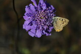 Fototapeta Lawenda - Lycaena phlaeas, the small copper or common copper, is a butterfly of the Lycaenids or gossamer-winged butterfly family sitting on Scabiosa columbaria or scabious or dwarf pincushion flower 