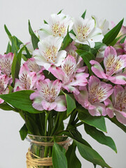 Wall Mural - Colourful display of Alstroemeria Aurea flowers ( also known as the Peruvian Lily ) native to the Americas