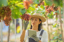 Red Grape Farm. Female Wearing Overalls And A Farm Dress Straw Hat, Smart Farming Agricultural Technology And Organic Agriculture Woman Using The Research Tablet And Studying The Development. Business