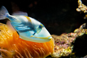 Beautiful tropical fish in the aquarium