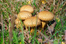 Sparriger Schüppling, Pholiota Squarrosa Im Herbstwald - Shaggy Scalycap Or Pholiota Squarrosa Mushroom In Forest