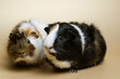 Cute guinea pig friends
