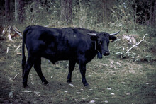 Black  White Cow