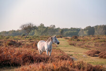 Wild White Stallion Standing In A Meadow In New Forest
