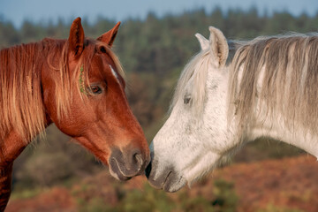 two wild horses greeting each other in New Forest