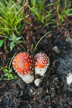 Two Little Mushrooms, Red With White Dots, Fly Agaric On The Foret Floor