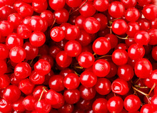 Red Berries Of Viburnum Background. The View From Top