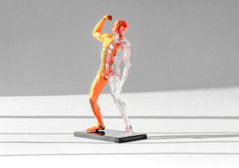 Human body 3d model without skin with muscular and circulatory systems.