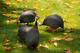 Fototapeta  - Domestic guinea fowl (Numida meleagris), pintade, pearl hen  or gleany on green grass. Place for text.