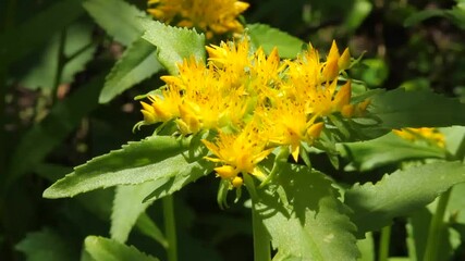 Fototapete - Medicinal plant Golden root (Rhodiola rosea)
Crassulaceae family. Rhodiola rosea in the form of tea is used to relieve fatigue, overwork, to increase performance and stamina.