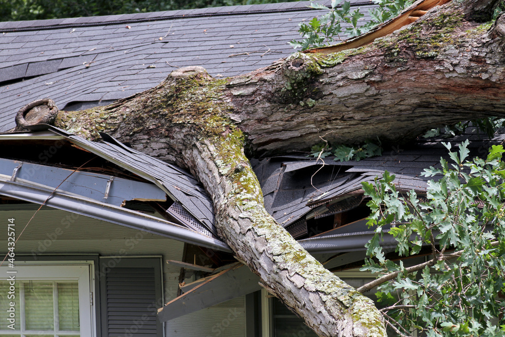 Heavy Timber Collapse Heavy Oak Tree Demolishes a House Roof Stock Photo | Adobe Stock