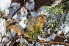 Fox Squirrel In A Snowy Pine Tree.