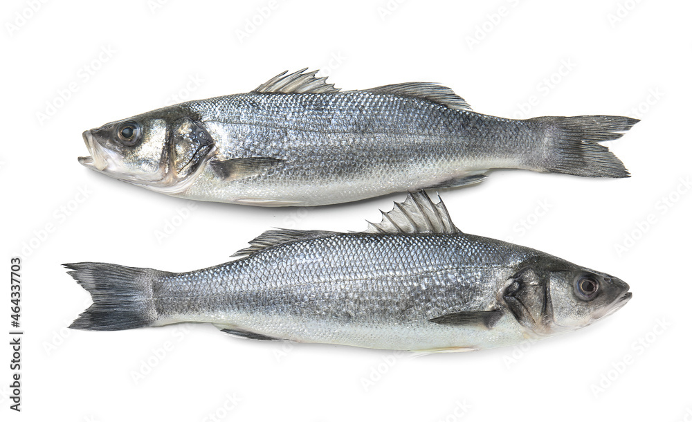 Fresh uncooked sea bass fish on white background