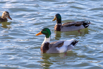 Wall Mural - Wild Duck - mallard on the river