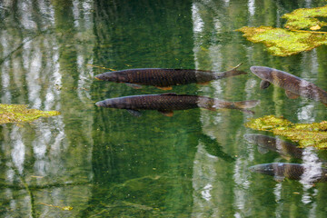 Wall Mural - Adult carp floating on the surface.