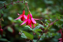 Close Up Of Fuchsia Magellanica, Aka The Hummingbird Or Hardy Fuchsia, Is A Species Of Flowering Plant In The Evening Primrose Family Onagraceae