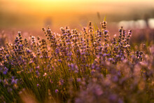 Beautiful Purple Lavender Flowers In The Field At Sunset