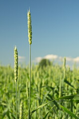 Canvas Print - Green unripe wheat ears on a sunny summer day.