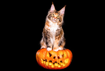 A glowing halloween pumpkin and maine coon cat on it at Halloween.