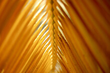 Macro Shot Of A Yellow Palm Tree Leaf Texture