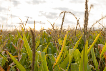 Poster - Selective focus shot of wheat and corn in a field