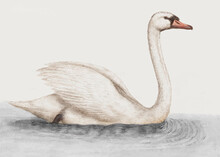 White Swan Vintage Illustration Vector, Remix From Original Artwork.