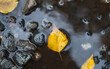 A fallen yellow leaf on a puddle with a dark water surface. Autumn.