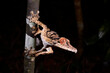 Henkel's leaf-tailed gecko // Henkels Blattschwanzgecko (Uroplatus henkeli)