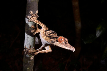 Poster - Henkel's leaf-tailed gecko // Henkels Blattschwanzgecko (Uroplatus henkeli)