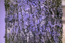 Lichen In Ultraviolet