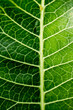 © Liubov Kartashova - leaf veins, green background