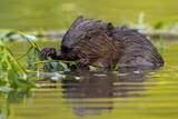 Fototapeta Zwierzęta - Wet eurasian beaver, castor fiber, eating leaves in swamp in summer. Aquatic rodent gnawing greens in water. Brown mammal holding twigs in lake.