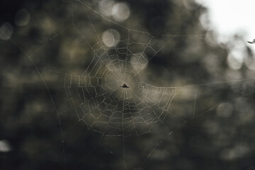 spider on web