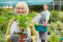 Happy Elderly Woman As A Gardener With Breeding Plants
