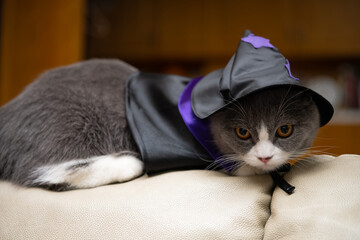 Canvas Print - a british shorthair cat wearing Halloween dress and standing on a sofa in a living room