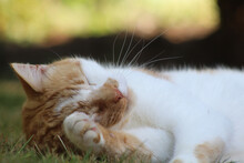 Shallow Focus Of An Adorable White And Brown Spotted Cat Sleeping On The Grass